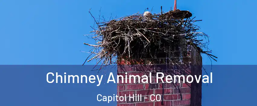 Chimney Animal Removal Capitol Hill - CO